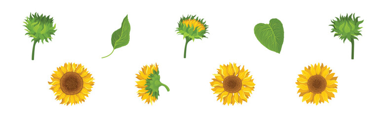 Sunflower Agricultural Plant on Green Stem Vector Set