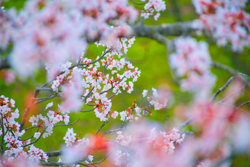 桜の奥に見える桜