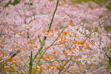 満開の桜のもとで