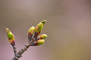 桜のつぼみのアップ