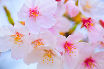 たくさんの桜の花びら