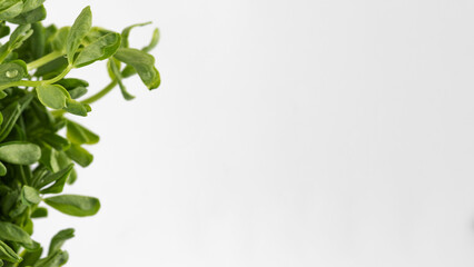 Obraz premium Fresh micro-greenery close-up. Healthy eating. Copy space
