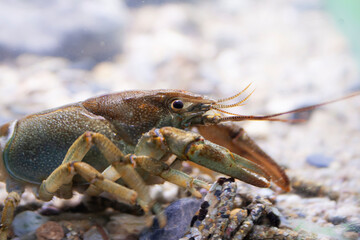 European crayfish Gambero di fiume europeo (Austropotamobius pallipes)	