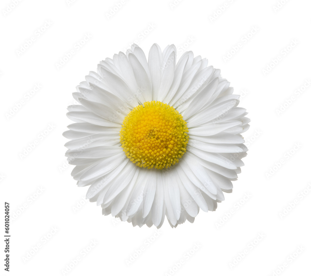 Wall mural Chamomile or camomile isolated on white