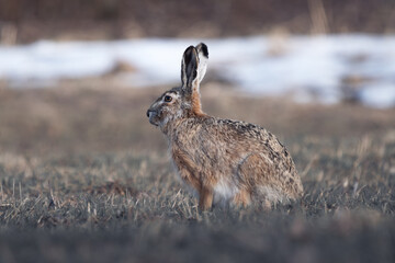 cute baby rabbit on the field