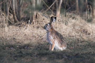 Fototapeta premium hare sits in a field with the sun shining on the grass