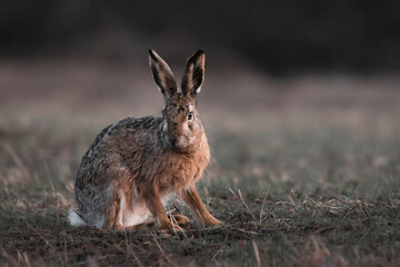 closeup shot of a young hare sitting in a grass