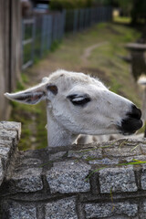 Portrait of a cute smiling llama, animal close-up.