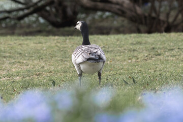 Canadian goose stands in a field of grass
