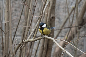 titmouse sitting on the tree