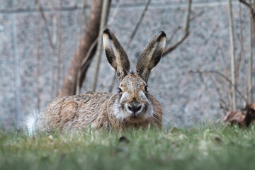brown hare is lying on the grass