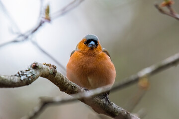 common chaffinch sits on a branch in a tree