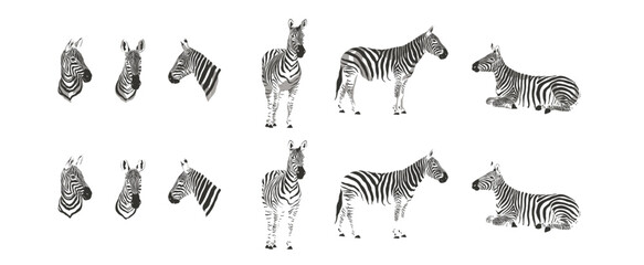 zebra safari animal jungle park tropic Africa savanna graphic art line print clipart scrapbooking sketch wild nature  