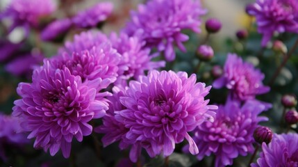 Obraz premium Close-up of a purple chrysanthemum