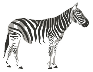 Fototapeta na wymiar zebra safari animal jungle park tropic Africa savanna graphic art line print clipart scrapbooking sketch wild nature 