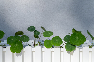 Outdoor flower pot with growing plant Nasturtium