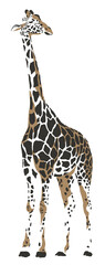 Giraffe safari animal jungle park tropic Africa savanna graphic art line print clipart scrapbooking sketch wild nature  