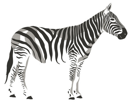 zebra safari animal jungle park tropic Africa savanna graphic art line print clipart scrapbooking sketch wild nature  