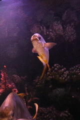 Fishes with a decorated background. As one of the biggest aquarium complexes of the world, Antalya Aquarium has tunnel aquarium with a length of 131 meters and width of 3 meters. Tourist attraction. 