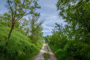 Fototapeta premium Panorama of a rural landscape with a dirtpath old country road surrounded by green grass and trees in titel, in rural serbia, vojvodina province, a typical agricultural landscape of Europe.
