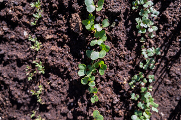 Young sprouts of vegetables on community garden bed at sunny day with labels near rows