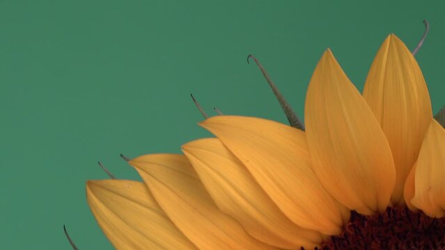 Macrol tilting shot showing a vibrant sunflower in full bloom with a green screen behind