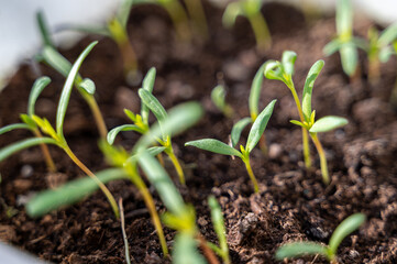 Small microgreens sprouts growing in pot. Grow, strength concept
