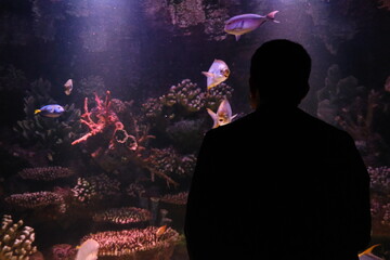 Fishes with a decorated background. As one of the biggest aquarium complexes of the world, Antalya Aquarium has tunnel aquarium with a length of 131 meters and width of 3 meters. Tourist attraction. 