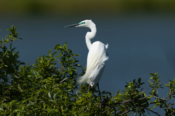 強めの風を浴びるダイサギ