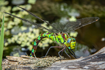 Emerald Dragonfly