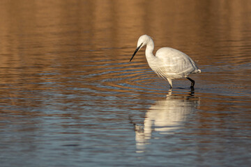 Wading Egret