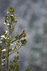 Bird fieldfare (Turdus pilaris) Cesena