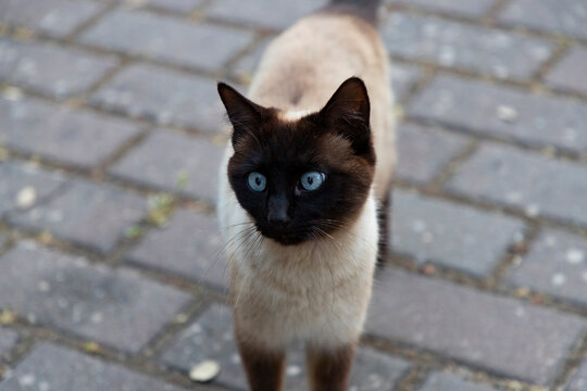 Cat. Stray cat walking through the streets of Madrid. Animal companion. Cat with blue eyes and with black limbs. Very docile pet. Photograph of a cat.