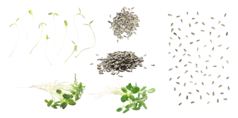 Set of green young sunflower sprouts and sunflower seeds isolated on white background