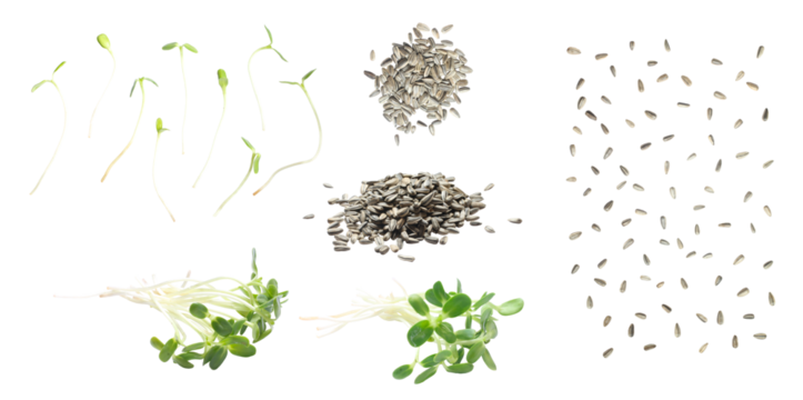 Set of green young sunflower sprouts and sunflower seeds isolated on white background