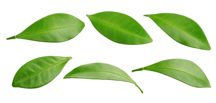 Citrus leaf, lemon, grapefruit, orange, lime, kumquat, isolated on white background, full depth of field