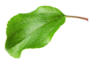 Fototapeta premium apple leaf, isolated on white background, full depth of field