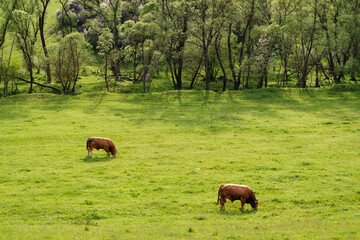 Bydło pasące się na pastwisku, świeża zielona trawa wiosną.
