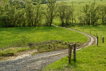 Piękna zieleń wiosenna, tło naturalne. © Adam Sadlak