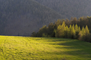 Tło wiosenne, świeża trawa w górach.
