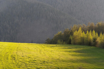 Tło wiosenne, świeża trawa w górach.