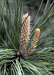 Obraz premium growing pine tree before blossoming at spring