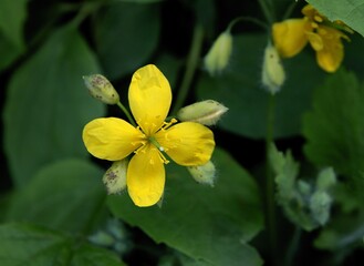 yellow flowers of celandine plant close up