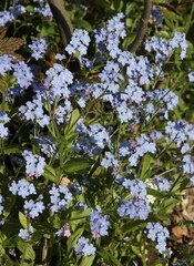 blue flowers of forget-me-not wild plants close up