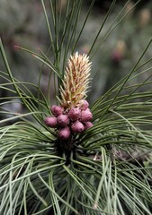 growing pine tree before blossoming at spring