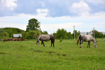 Naklejka na ściany i meble grey horses in a field near the village with a cloudy sky in the background
