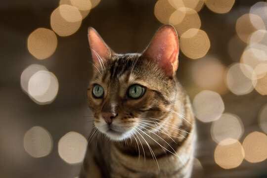Portr&auml;t einer sch&ouml;nen Bengal Katze