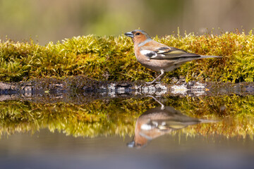 Bird chaffinch Fringilla coelebs perching on forest puddle, spring time