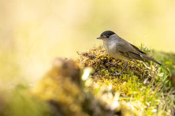 Bird - Blackcap Sylvia atricapilla spring time, Poland Europe