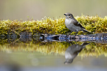 Bird Pied Flycatcher Ficedula hypoleuca female, on forest puddle, spring time Poland Europe